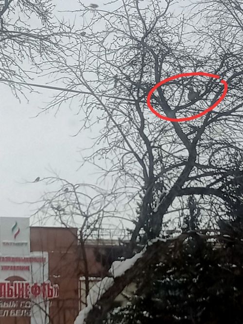 В бавлинском парке стали часто замечать белок