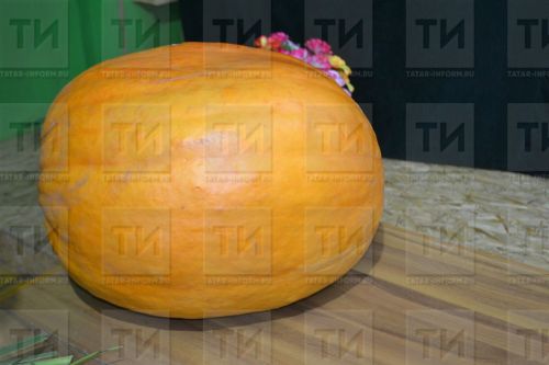 Кабак төше ашагыз