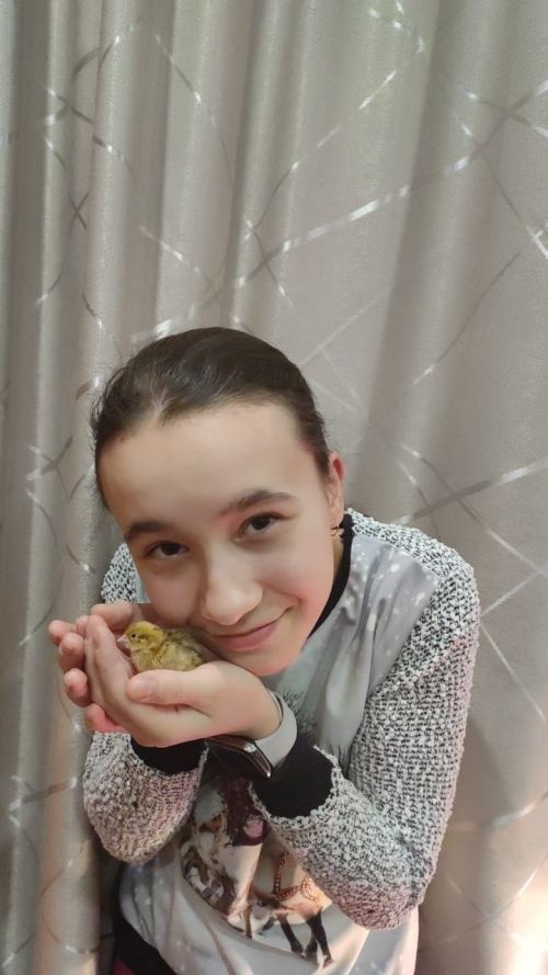В Исергапове живет семья, которая разводит перепелов