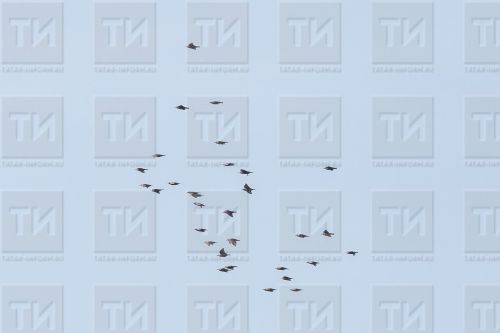 7 мартка сынамышлар