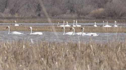 Бавлинские водоемы облюбовали лебеди