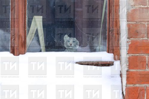 15 гыйнварга сынамышлар
