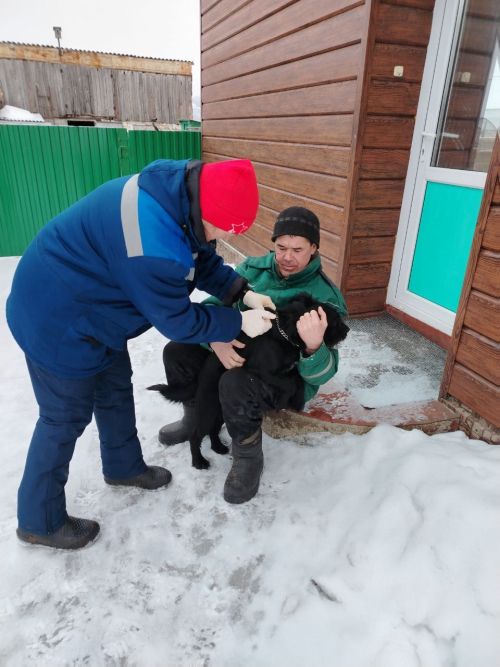 В селе Исергапово собак чипировали на дому