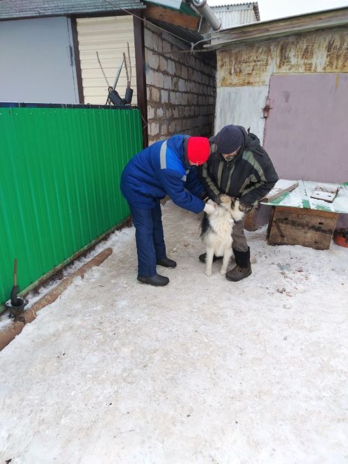 В селе Исергапово собак чипировали на дому