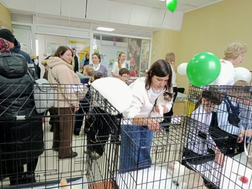 В Бавлах состоялась выставка кошек