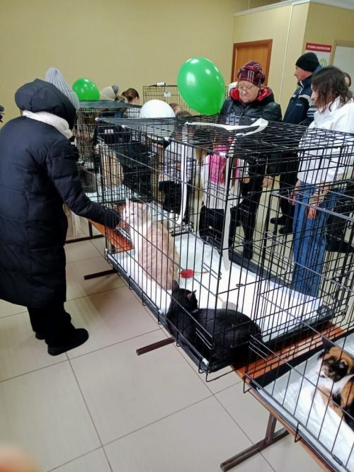 В Бавлах состоялась выставка кошек