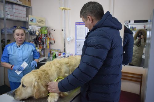 Где в Бавлинском районе можно чипировать собак