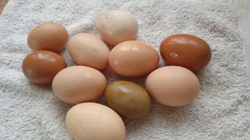 Советы бавлинским хозяюшкам: что делать, если куры плохо несутся