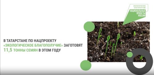 Заготовка и переработка семян лесных растений в РТ: сбор, переработка и проверка качества