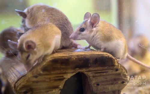 Мышевидные грызуны — угроза для сельского хозяйства Татарстана