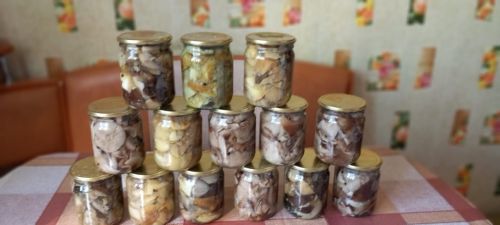 Время собирать грибы!