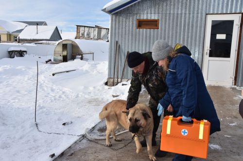 В Бавлинском районе продолжается чипирование собак