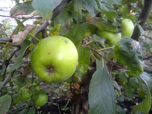 Бавлинцы собирают урожай яблок