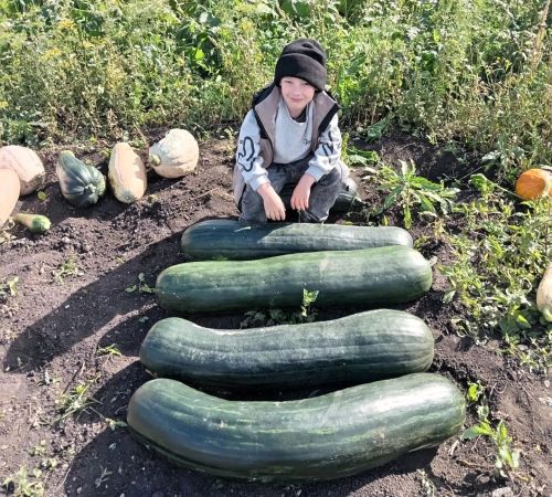 Семья Дробышевых из Бавлов на своём участке вырастила тыквы больших размеров