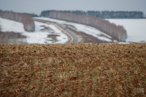 Затраты на весенне-полевые работы в Татарстане оценили в 43 млрд рублей