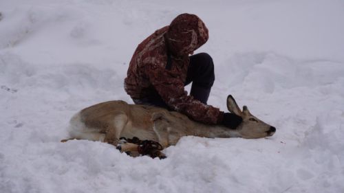 В Бавлах спасли косулю