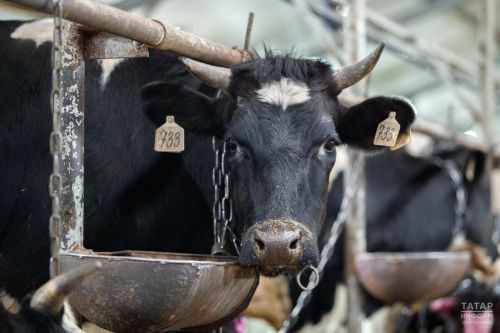 В Татарстане телята будут продаваться ниже рыночной цены