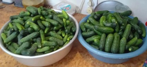 Баулы хуҗабикәләренә кыяр маринадлау ысулы