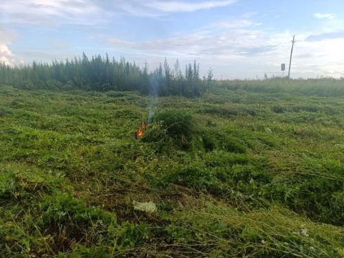 В Бавлинском районе ликвидировали очаг дикорастущей  конопли