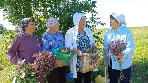 «Активное долголетие» в деле: в Бавлинском районе изучили целебные травы родного края