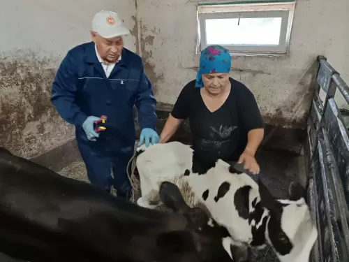 Баулы районында көзге эпизоотик чаралар үткәрелә