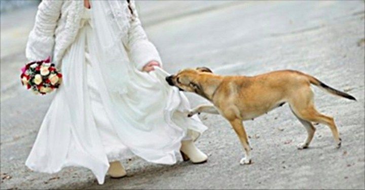 Никто на свадьбе не знал, что она скрывает под платьем. Но собака во время поняла, что что-то не так!