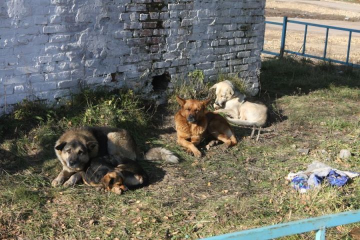 "Бродячая" проблема в Бавлах сохраняется