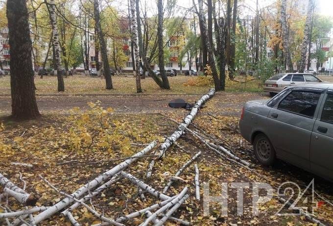 Татарстанда кешене агач басып үтергән