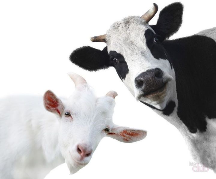 Бавлинским владельцам коров и коз оформляют субсидии