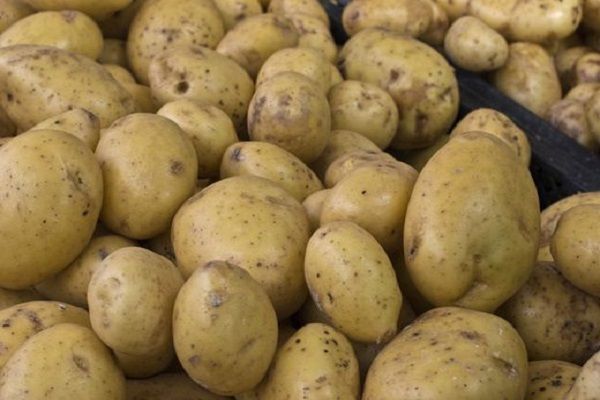 Будьте осторожны: в Татарстане выявлено карантинное заболевание картофеля
