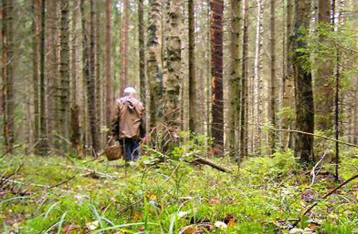 Житель Татарстана заблудился в лесу