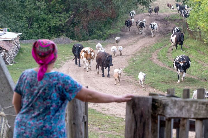 Женщинам на селе гарантируют сокращенный рабочий день