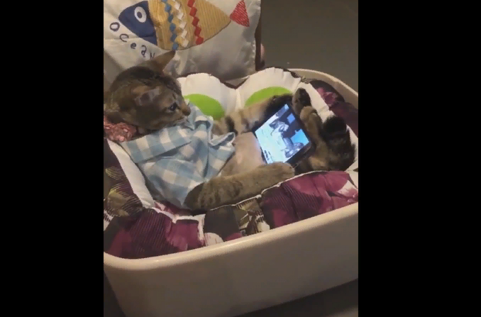 Кот-модник разозлился на хозяина за то, что тот забрал у него смартфон (видео)