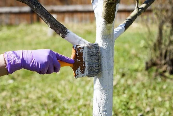 Как правильно подготовить плодовые деревья и кусты к зиме