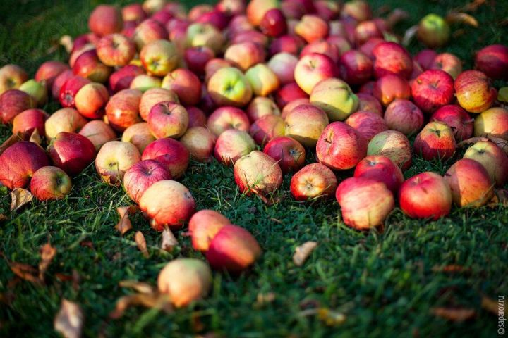 Можно ли оставлять яблоки на земле в качестве удобрения