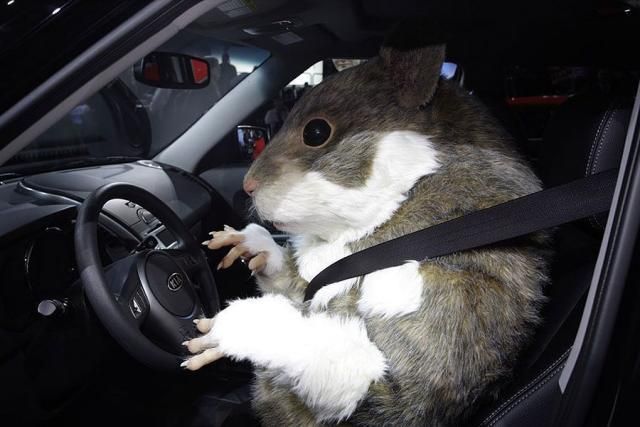 Крыс научили водить автомобили