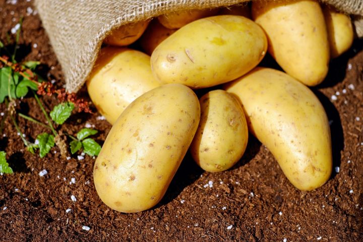 Роскачество определило самую вкусную картошку