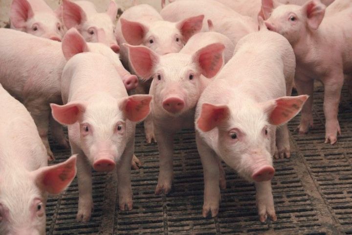 В Татарстане с начала года выросло производство свинины