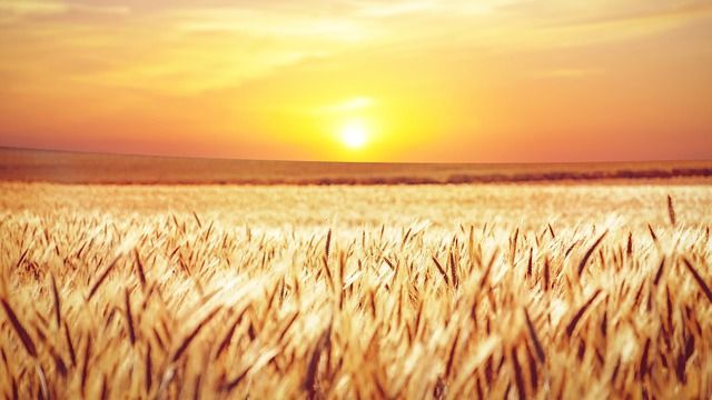 Татарстан полностью обеспечен собственными семенами зерновых и зернобобовых культур