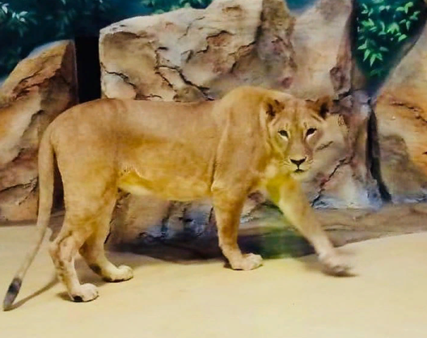 В зоопарк Казани переехали лев и две львицы