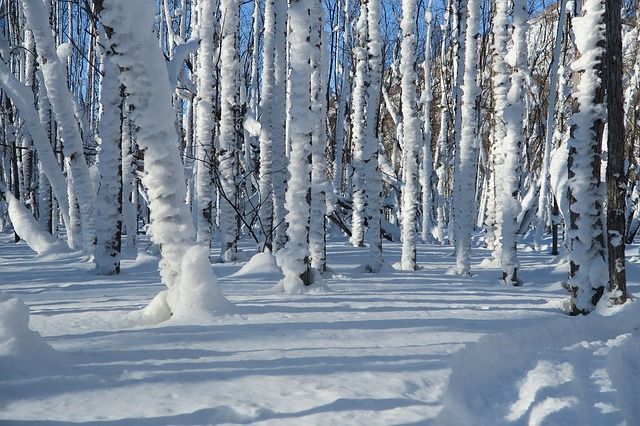 Народные приметы на 8 декабря – Клим Холодный