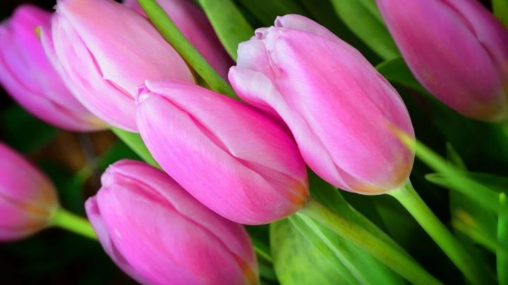 Роспотребнадзор дал рекомендации по выбору цветов к 8 марта