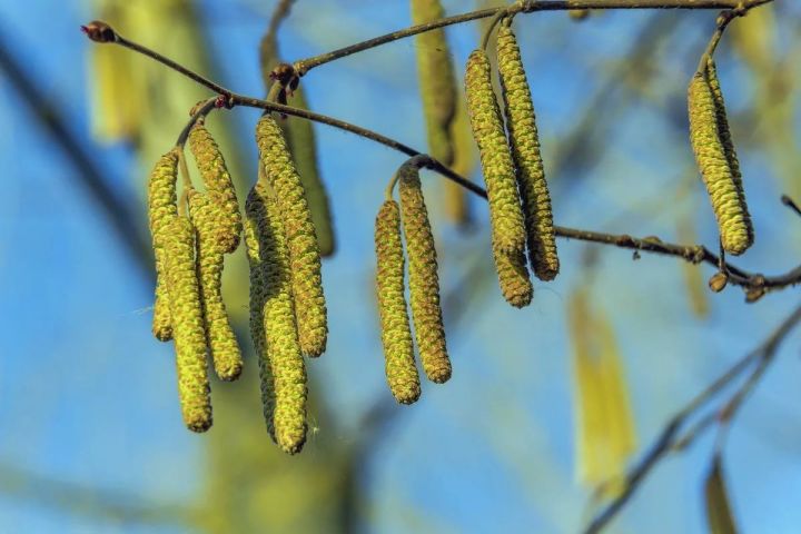 Аллергиков предупреждают: начинается сезон цветения