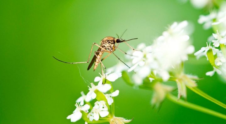 Народные приметы на 26 мая – Лукерья-комарница