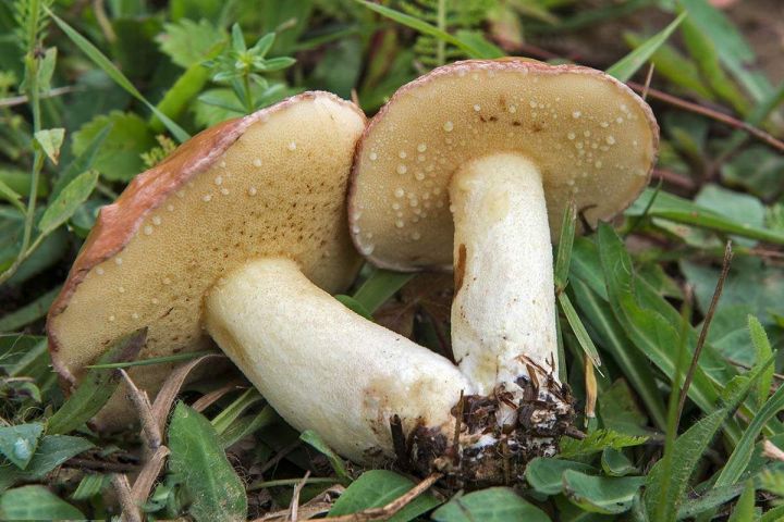 Какие грибы растут в начале лета и где их уже можно собирать?