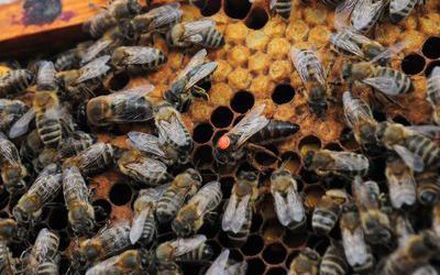 В Татарстане из-за массовой гибели пчел может снизиться производство меда