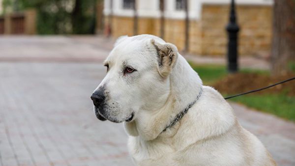 Список потенциально опасных пород собак могут расширить до 35 пунктов