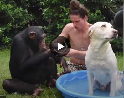 Такого вы точно не видели: посмотрите, как два шимпанзе моют собаку