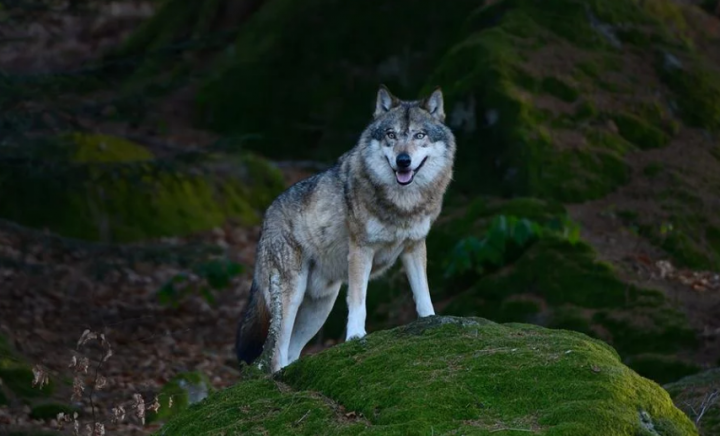 Жуткая трагедия: волк загрыз девочку в центре села