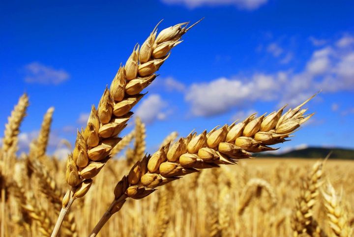 Аграрии Татарстана собрали первый миллион тонн зерна урожая-2019